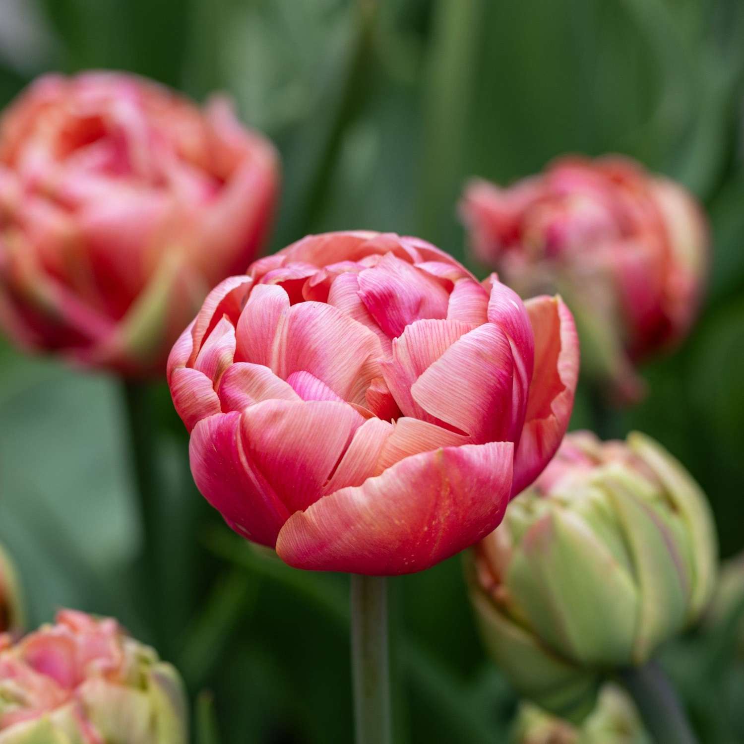 Tulipe 'Copper Image'